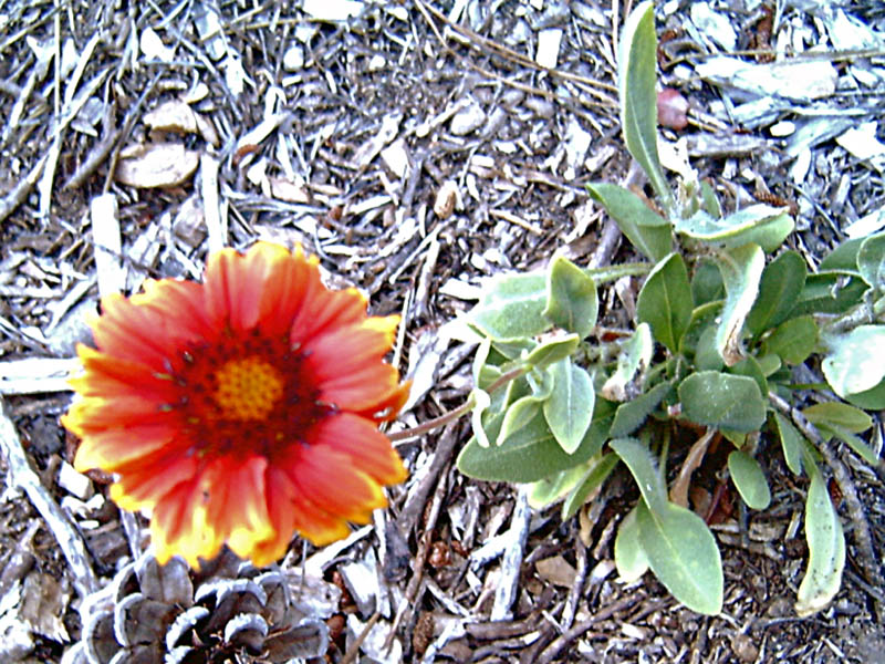 Pianta da identificare - Gaillardia sp.
